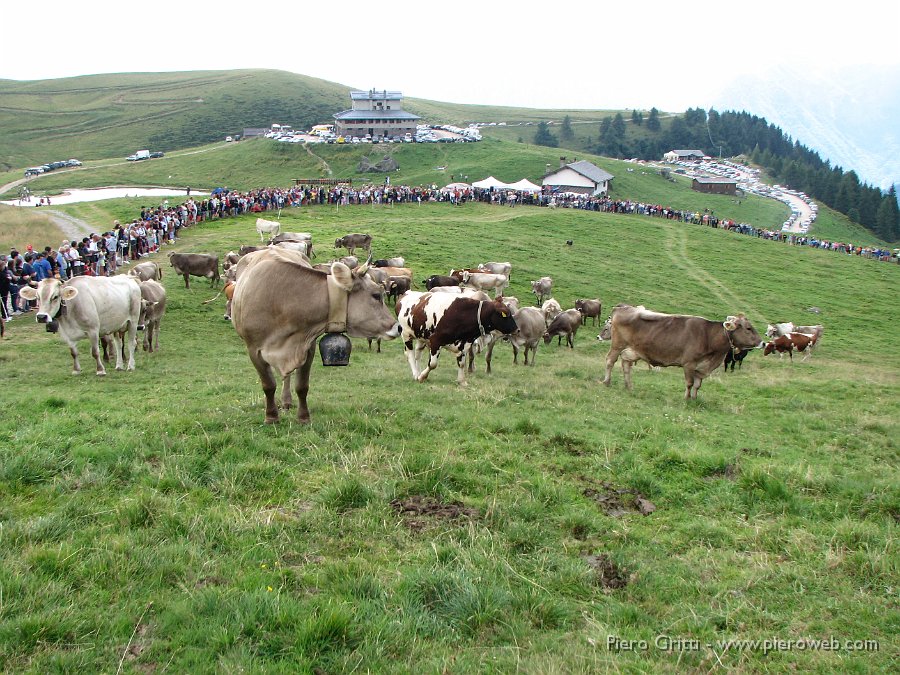 canipastore 085.jpg - Vista dall'alto sul pascolo-campo di gara